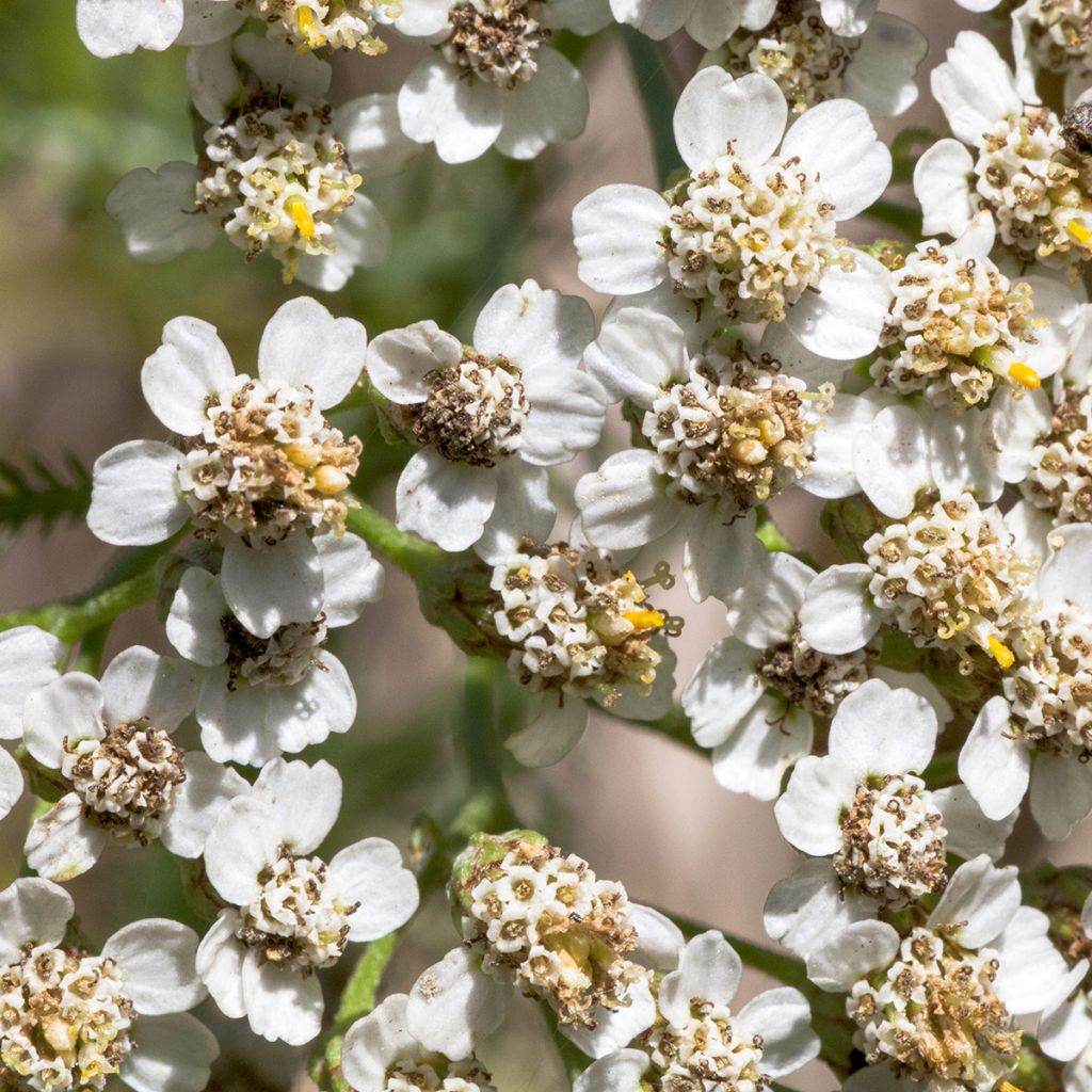 Achillea odorata - Duftende Schafgarbe