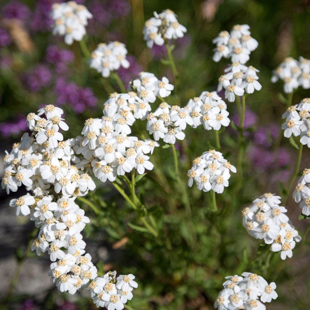 Achillea odorata - Duftende Schafgarbe