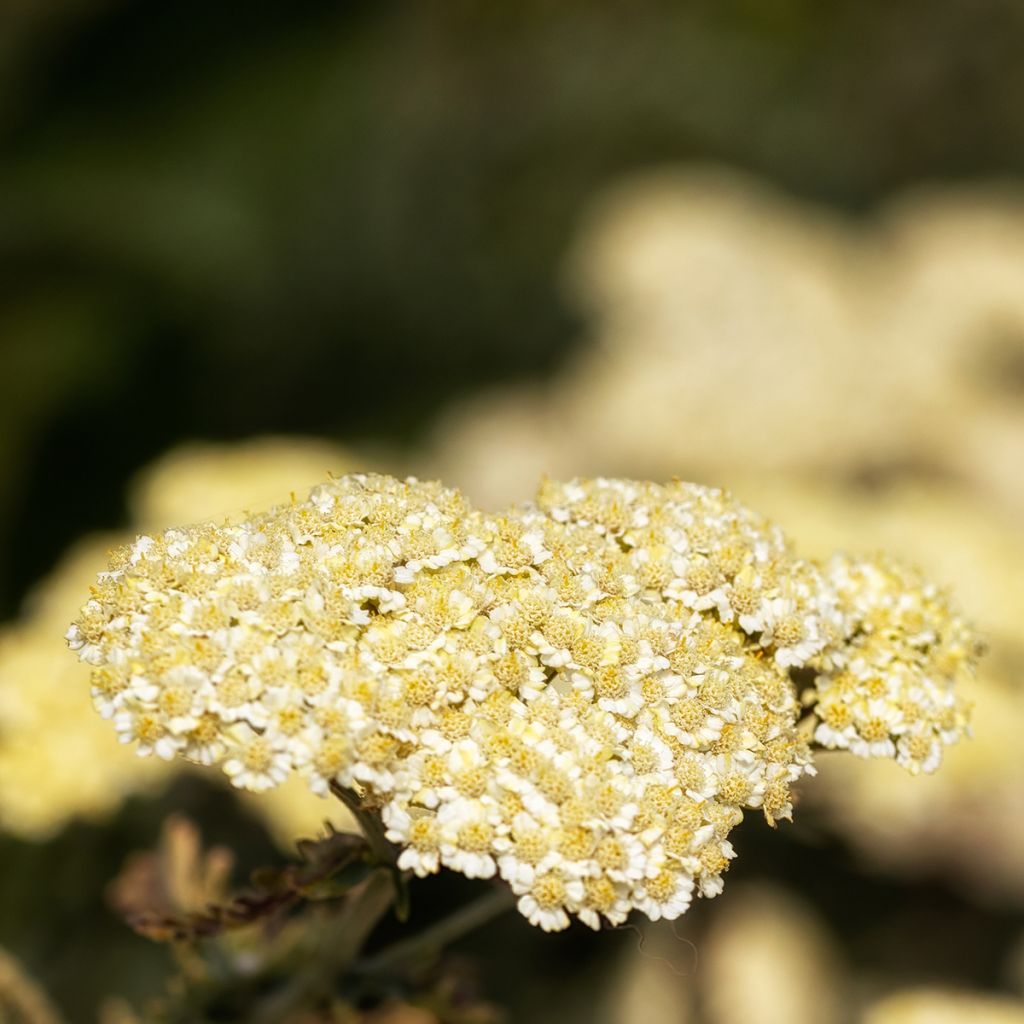 Achillea taygetea - Schafgarbe