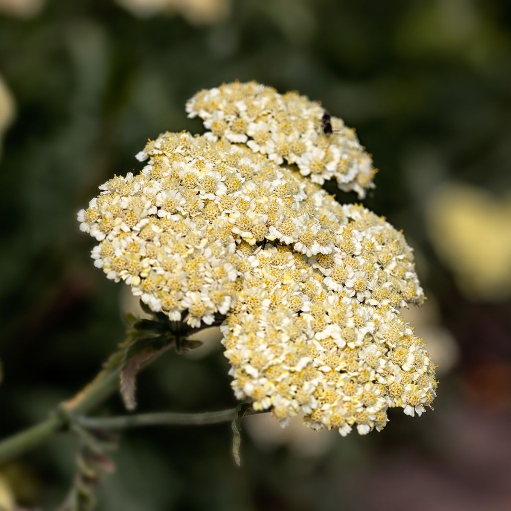 Achillea taygetea - Schafgarbe