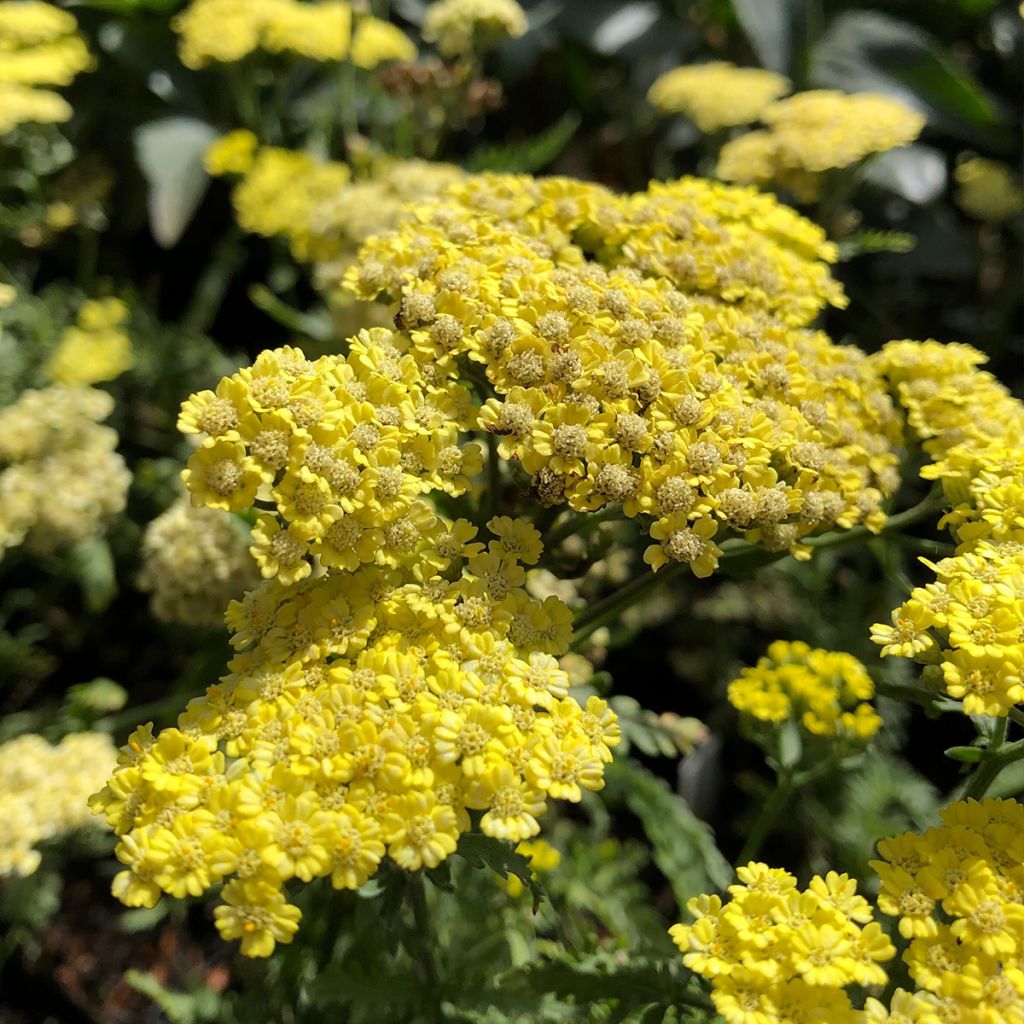 Achillée taygetea - Achillea taygetea