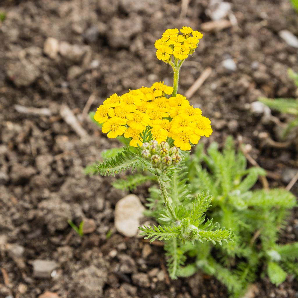 Achillea tomentosa - Filzige Schafgarbe