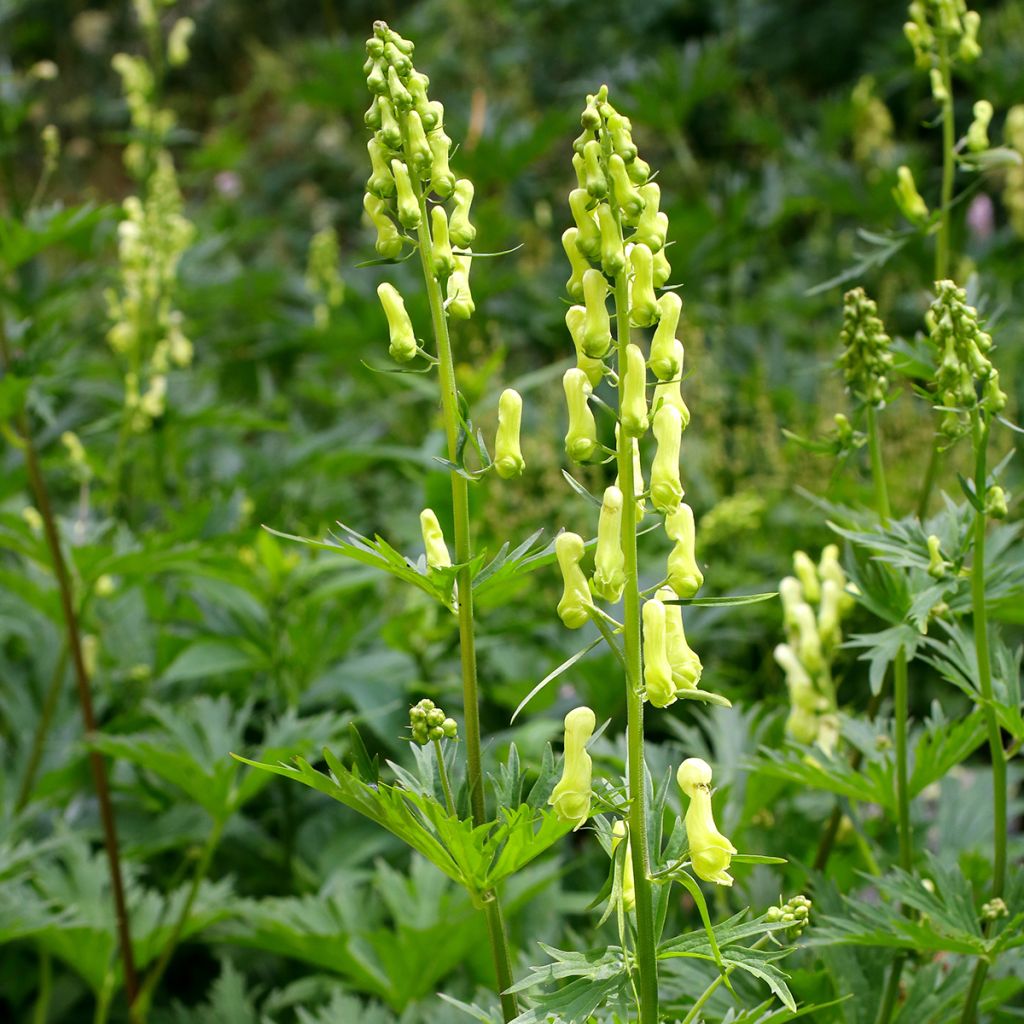 Aconitum lycoctonum subsp. neapolitanum - Hahnenfußblättriger Eisenhut