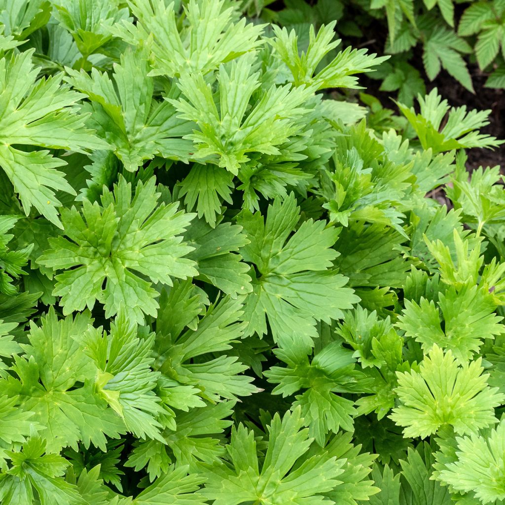 Aconitum lycoctonum subsp. neapolitanum - Hahnenfußblättriger Eisenhut