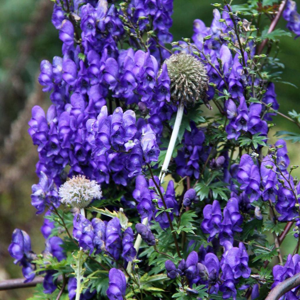 Aconitum pubiceps - Eisenhut