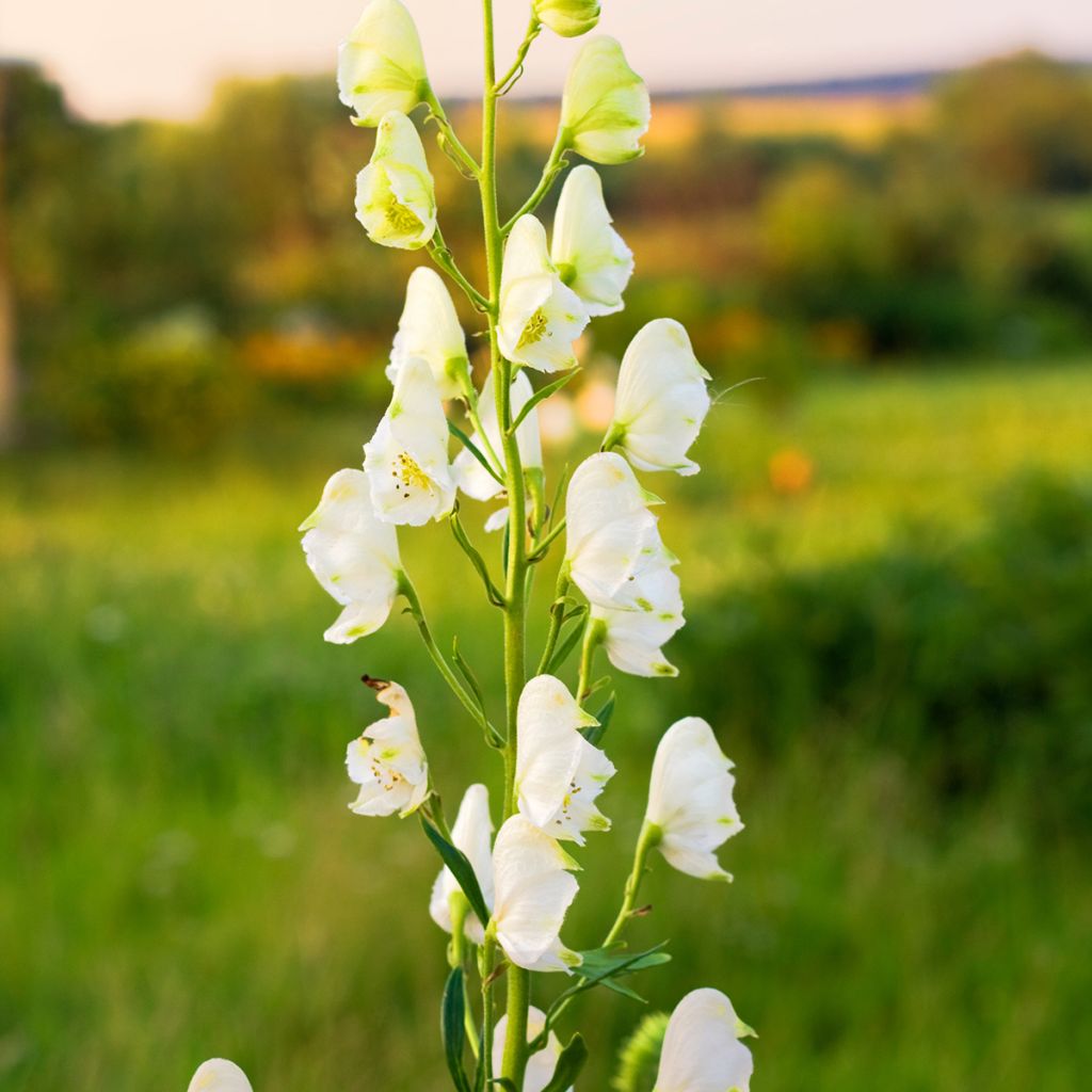 Aconitum napellus Album - Blauer Eisenhut