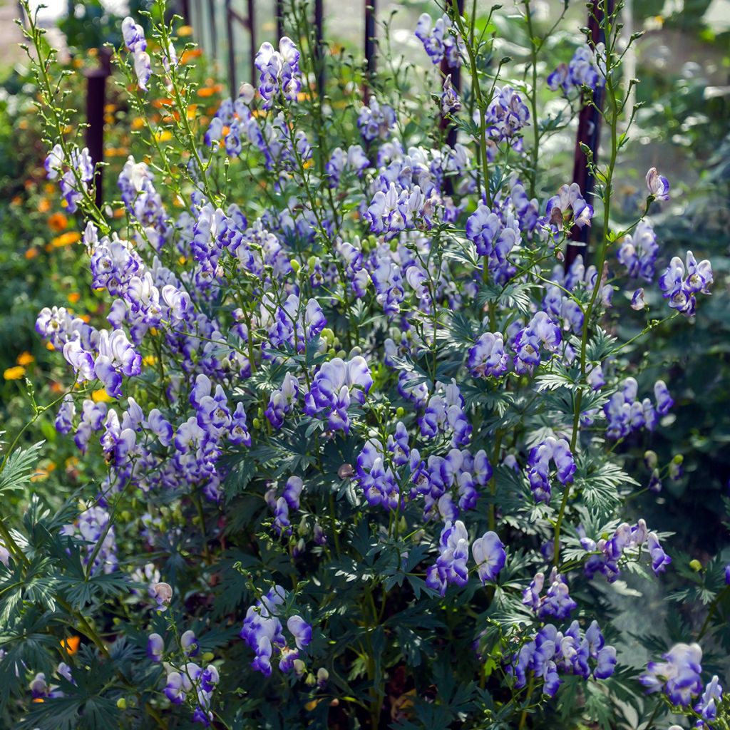 Aconitum cammarum Bicolor - Garten-Eisenhut