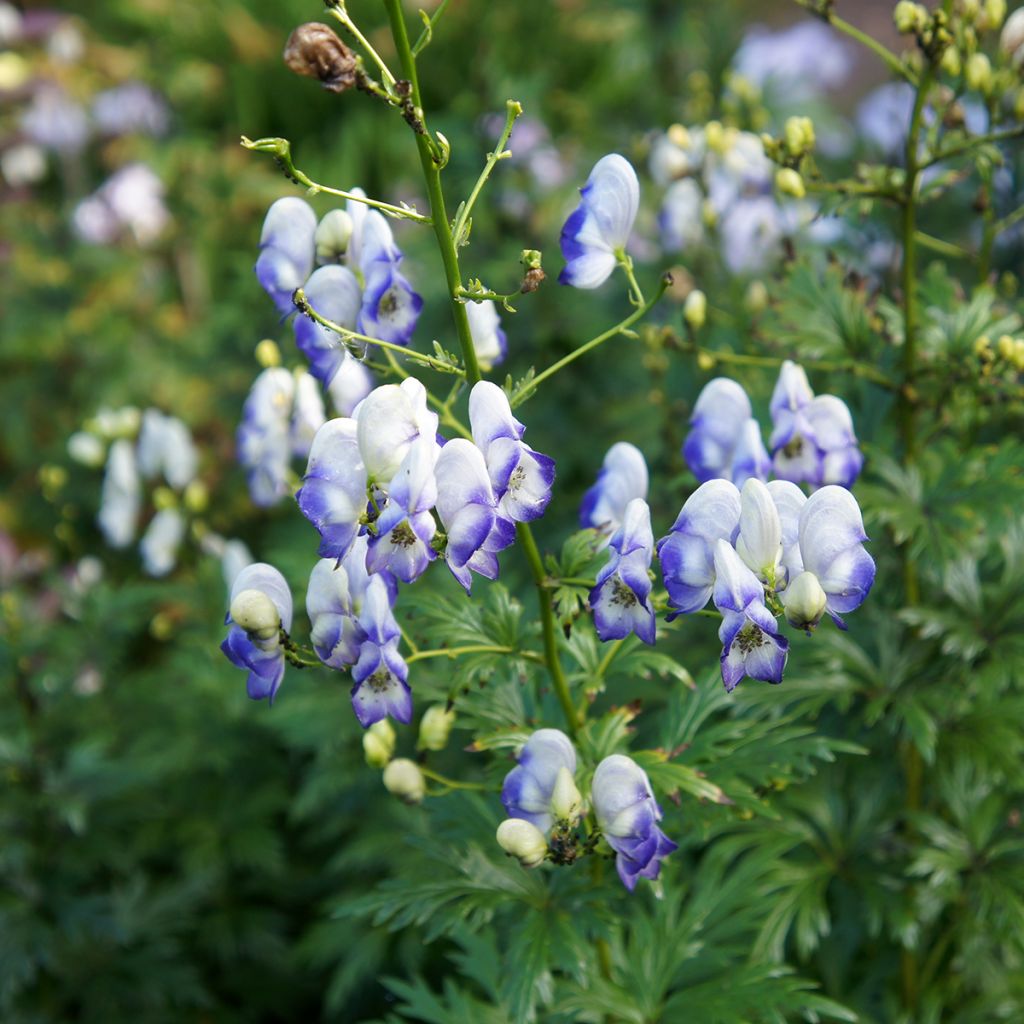 Aconitum cammarum Bicolor - Garten-Eisenhut