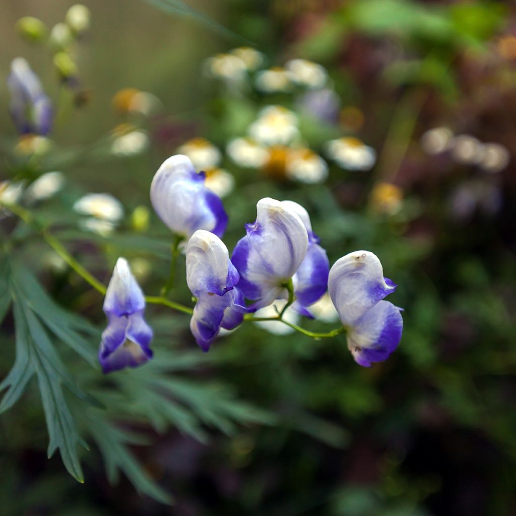 Aconitum cammarum Bicolor - Garten-Eisenhut