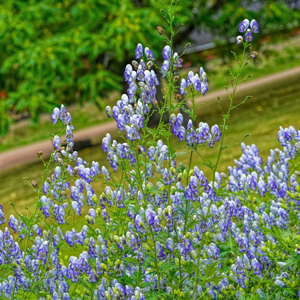 Aconitum cammarum Bicolor - Garten-Eisenhut