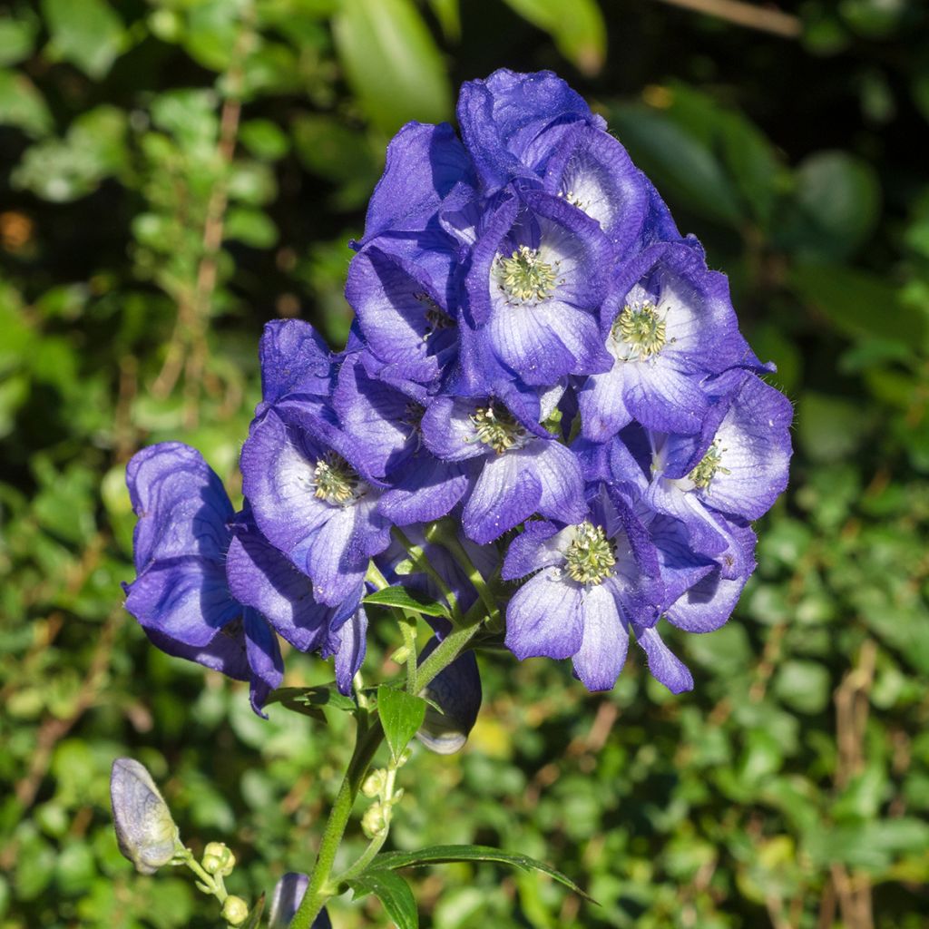 Aconitum carmichaelii Arendsii - Herbsteisenhut