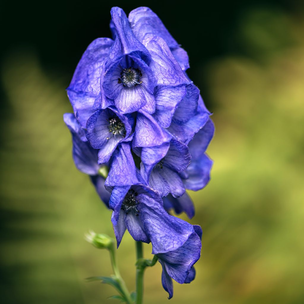 Aconitum carmichaelii Arendsii - Herbsteisenhut