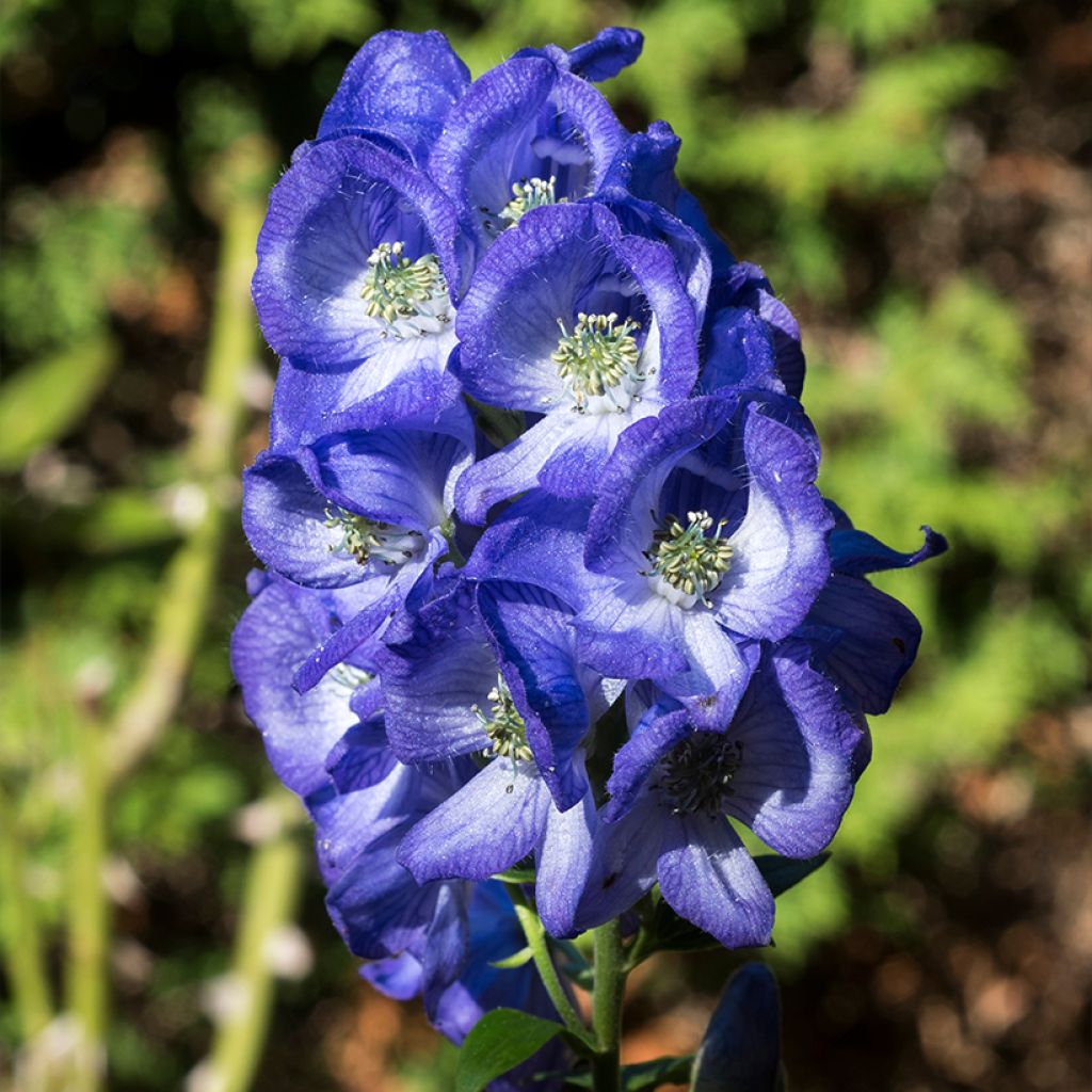 Aconitum carmichaelii Arendsii - Herbsteisenhut