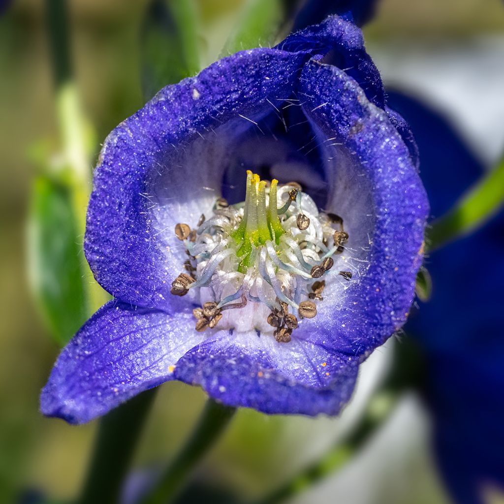 Aconitum carmichaelii Arendsii - Herbsteisenhut