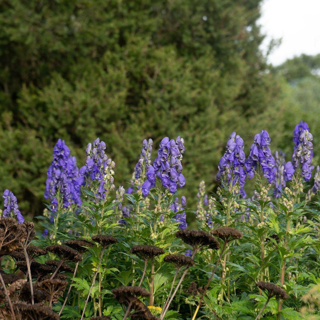 Aconitum carmichaelii Arendsii - Herbsteisenhut