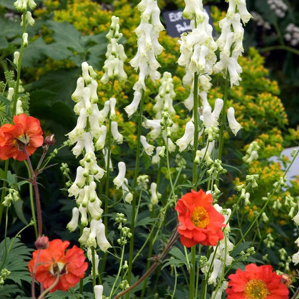 Aconitum septentrionale Ivorine - Nördlicher Eisenhut