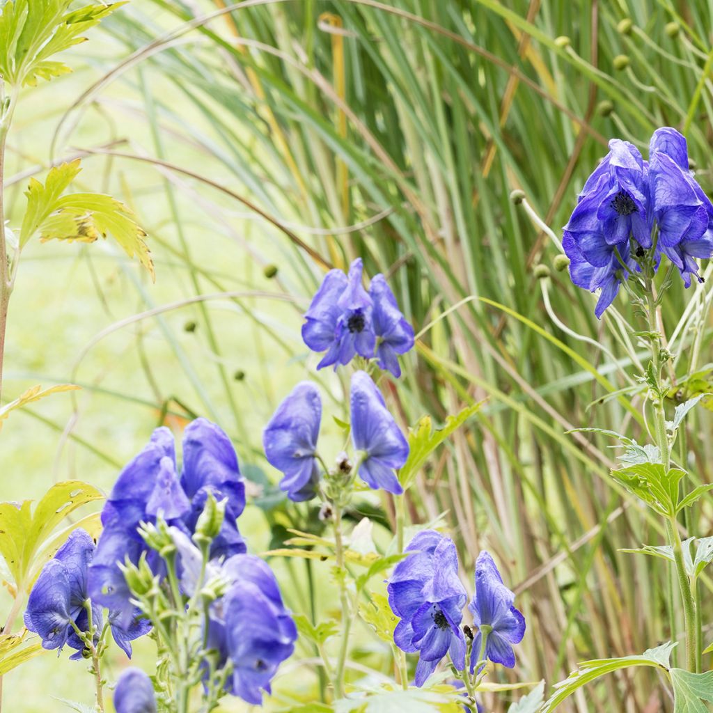 Aconitum fischeri - Chinesischer Eisenhut