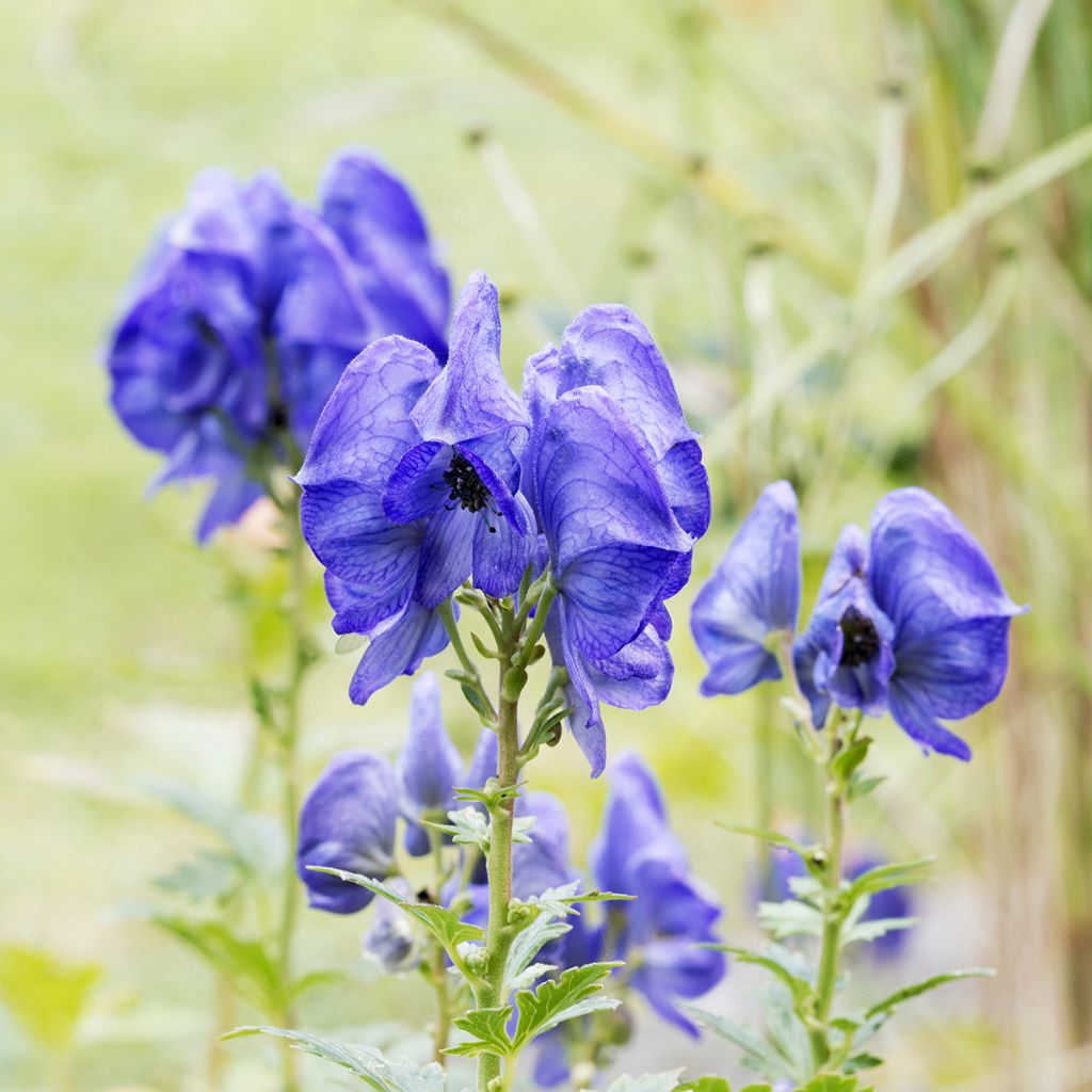 Aconit de Fischer - Aconitum fischeri