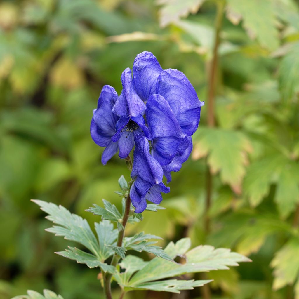 Aconitum fischeri - Chinesischer Eisenhut