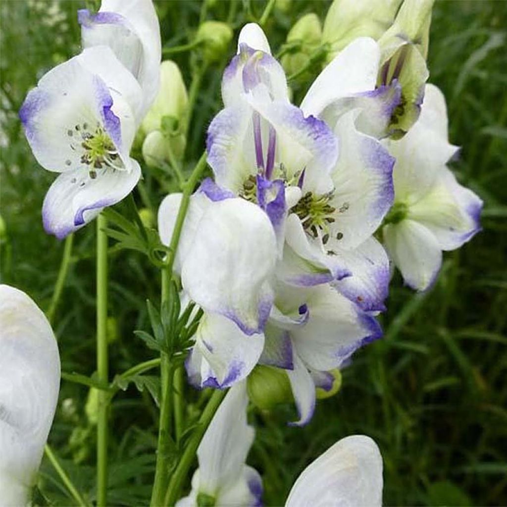 Aconitum cammarum Eleonora - Garten-Eisenhut