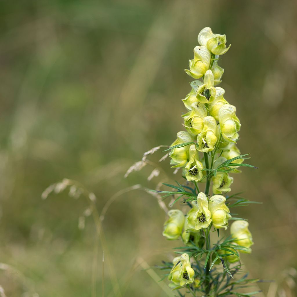 Aconitum anthora - Blassgelber Eisenhut