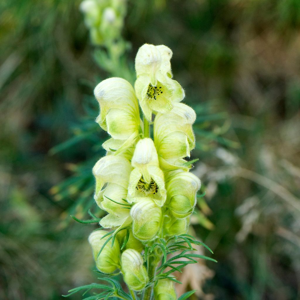 Aconitum anthora - Blassgelber Eisenhut