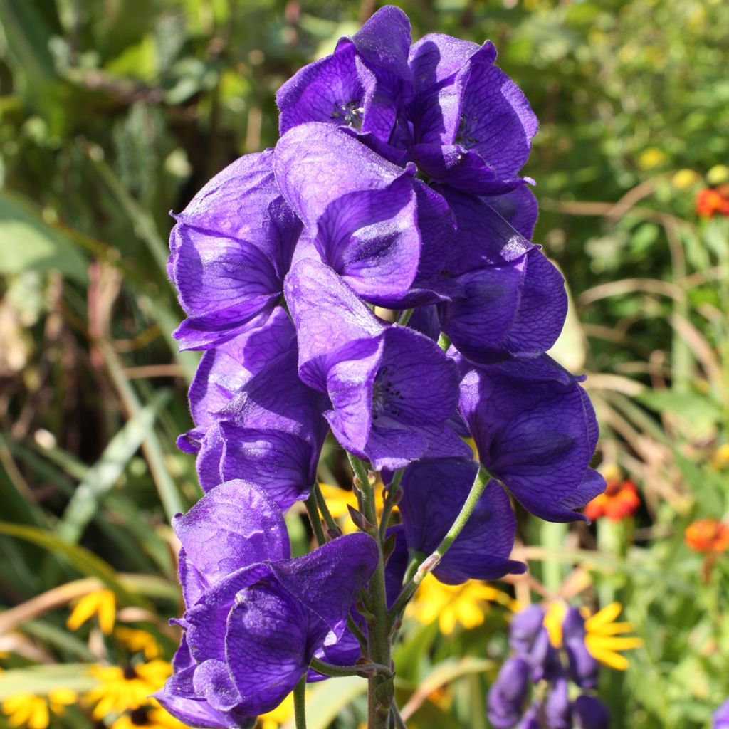 Aconitum carmichaelii Royal Flush