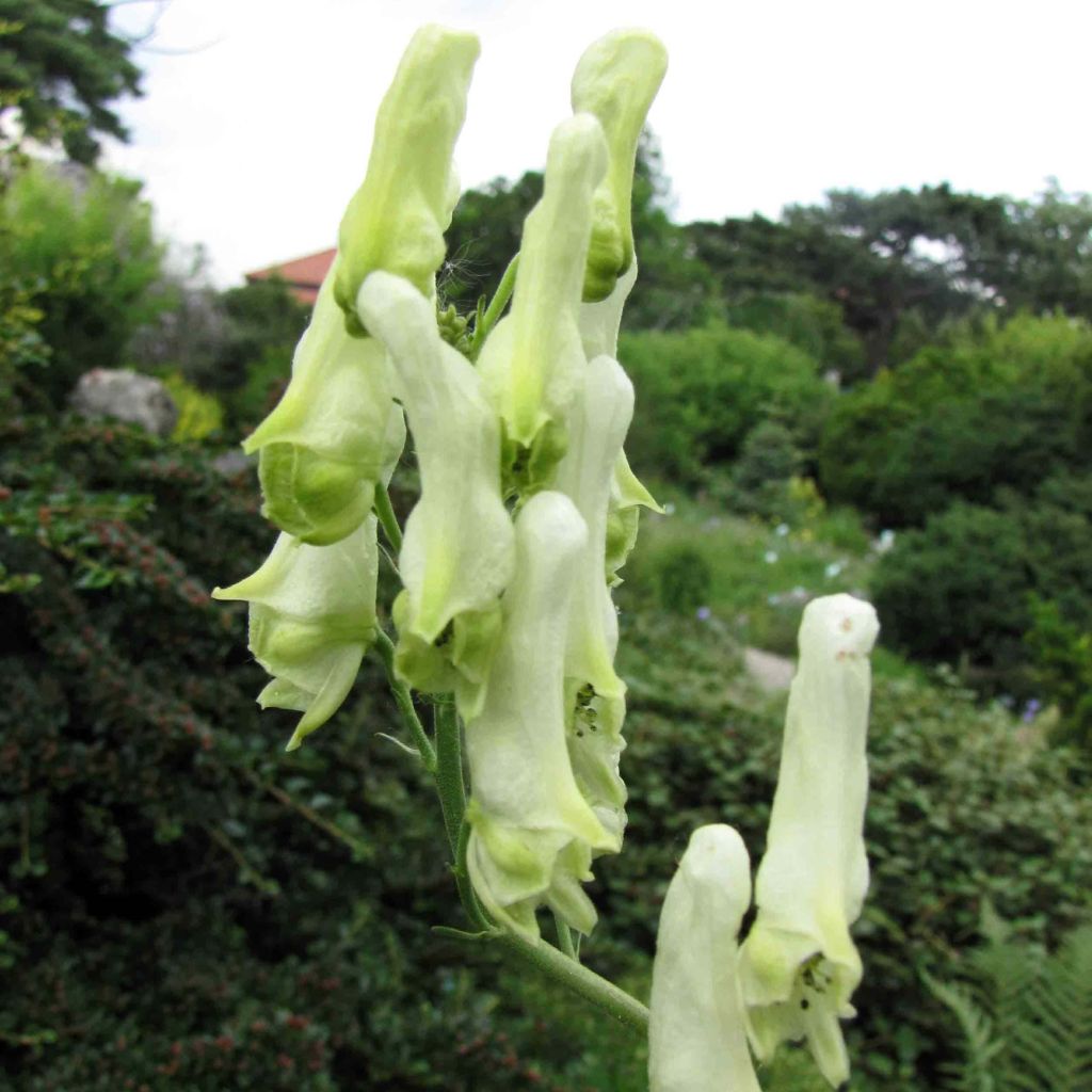 Aconitum lamarckii - Hahnenfußblättriger Eisenhut