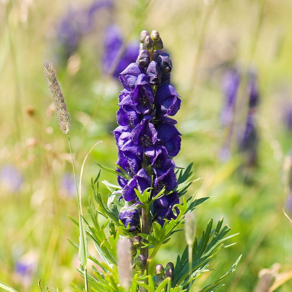 Aconitum napellus - Blauer Eisenhut