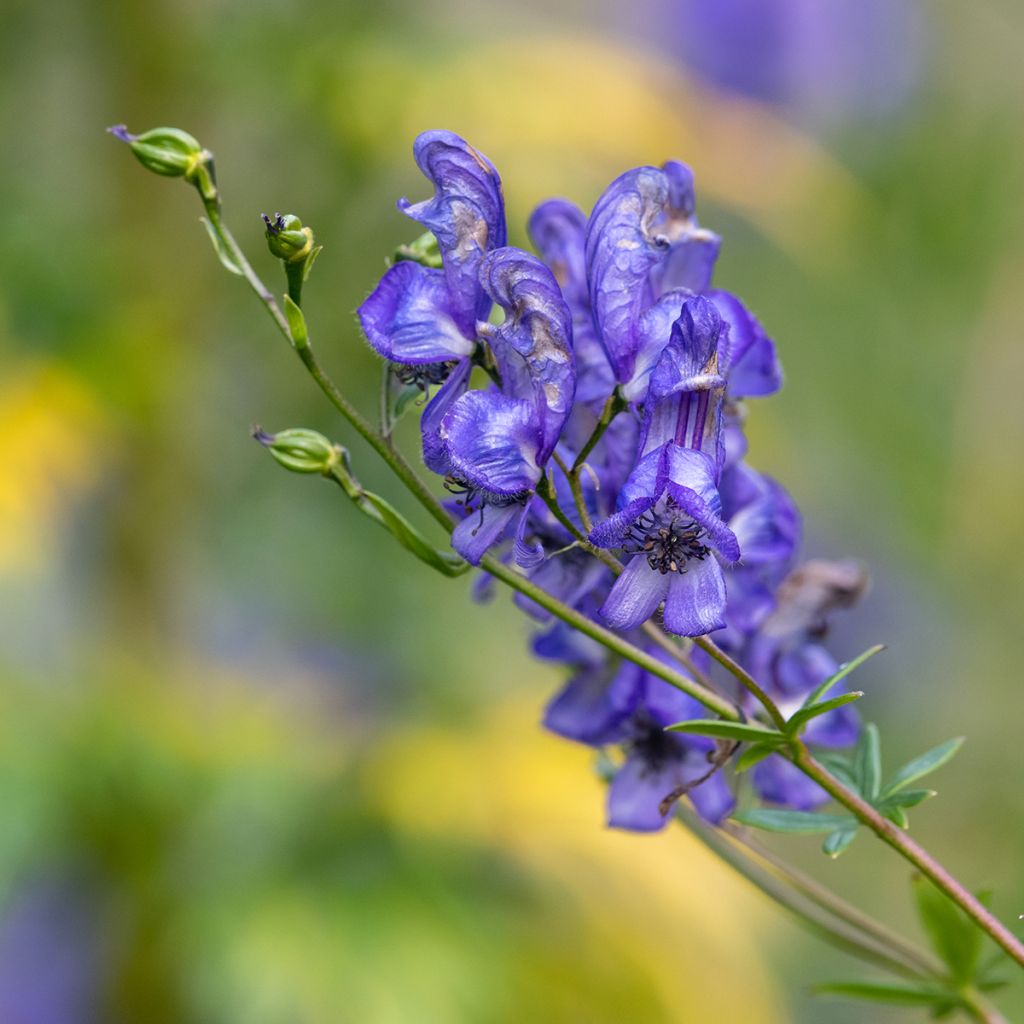 Aconitum napellus - Blauer Eisenhut