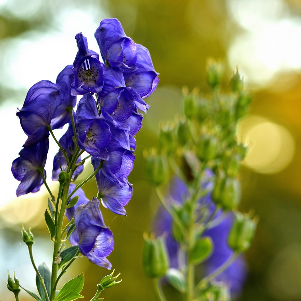 Aconitum napellus - Blauer Eisenhut