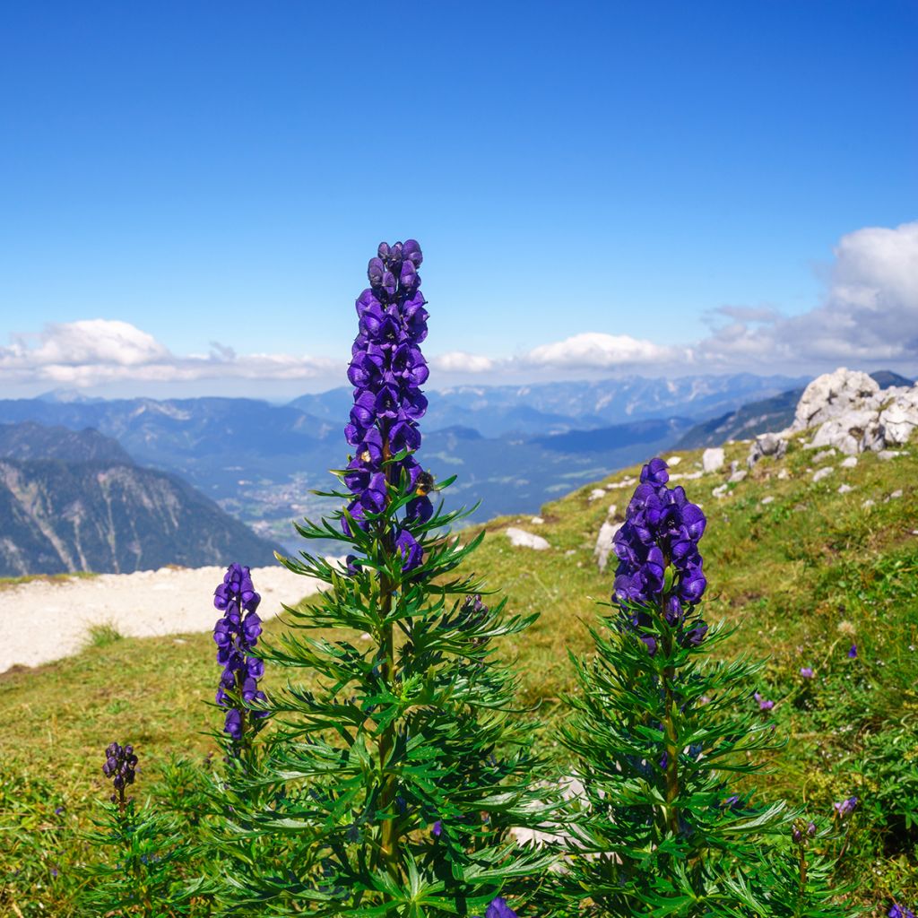 Aconitum napellus - Blauer Eisenhut