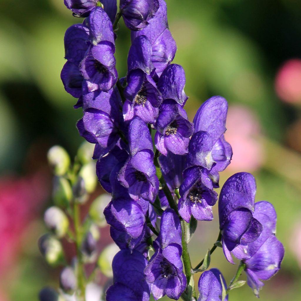 Aconitum napellus - Blauer Eisenhut