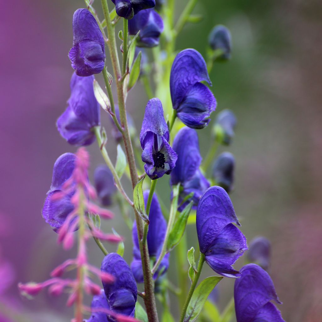 Aconitum napellus - Blauer Eisenhut