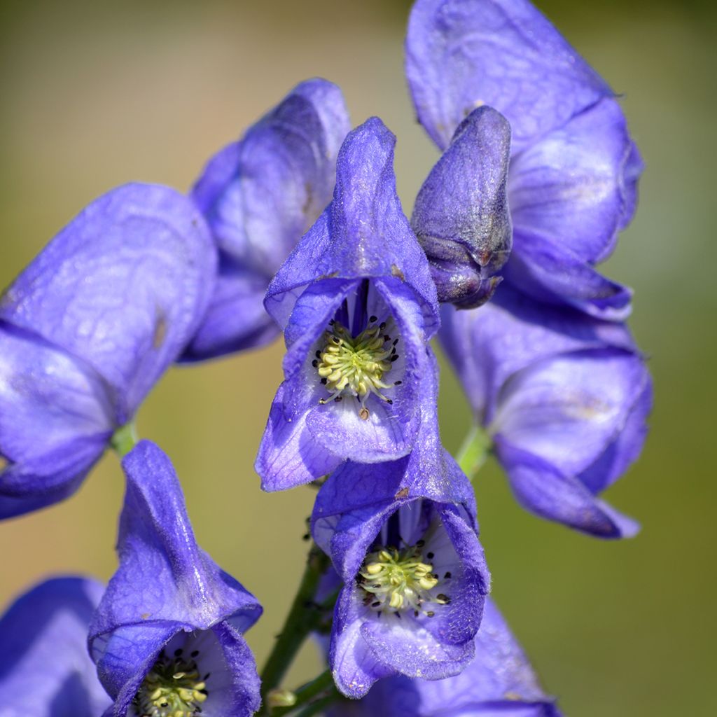 Aconitum napellus - Blauer Eisenhut