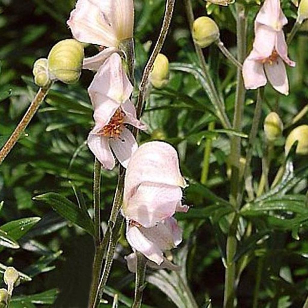 Aconitum napellus Rubellum - Blauer Eisenhut