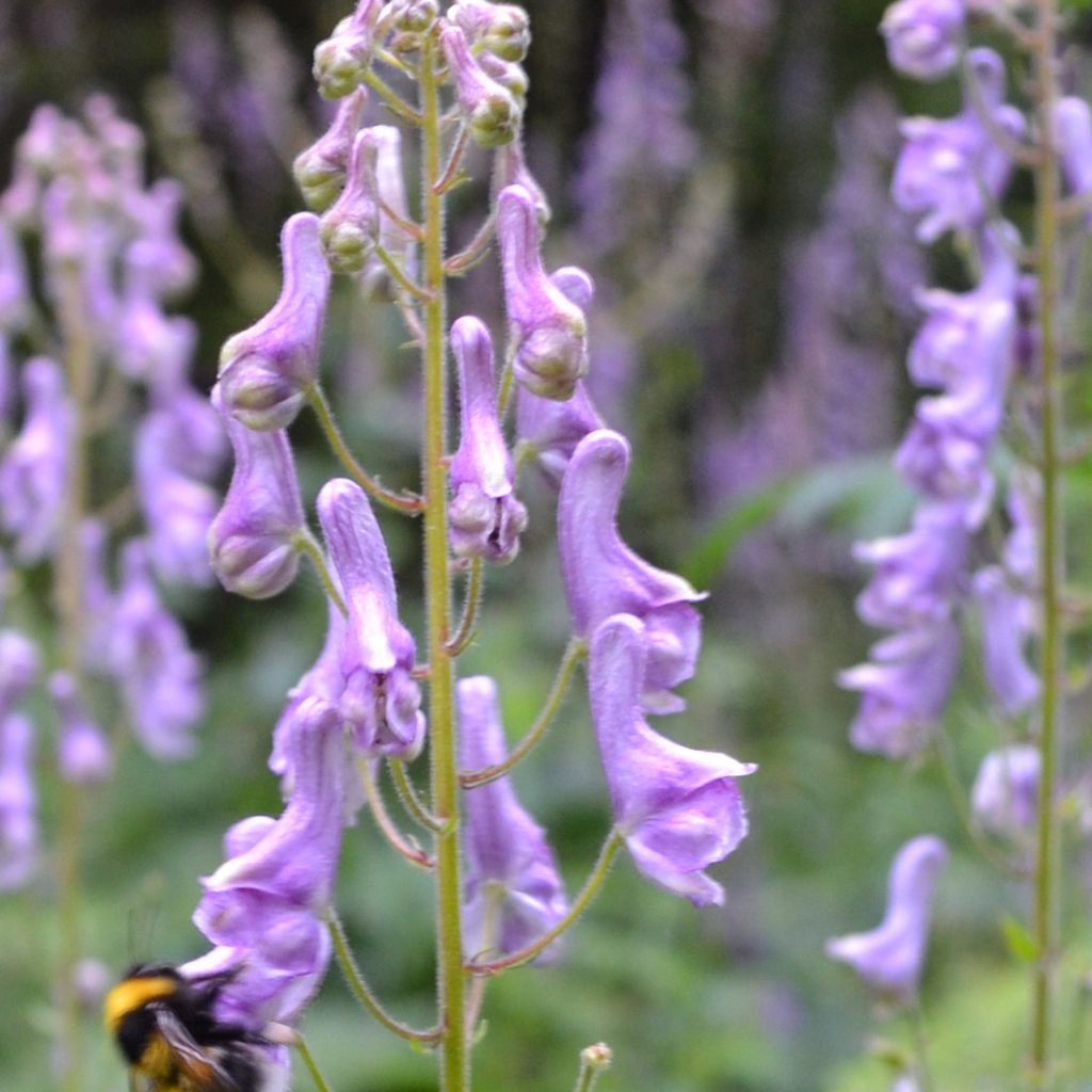 Aconitum scaposum - Eisenhut