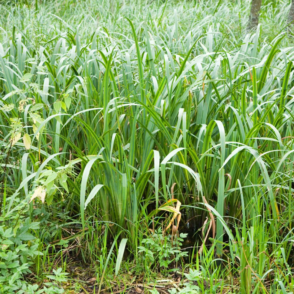 Acorus calamus - Calame, Acore