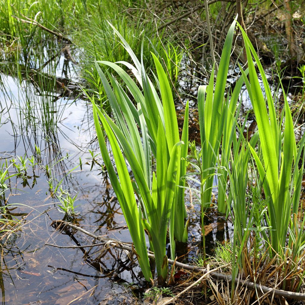 Acorus calamus - Calame, Acore