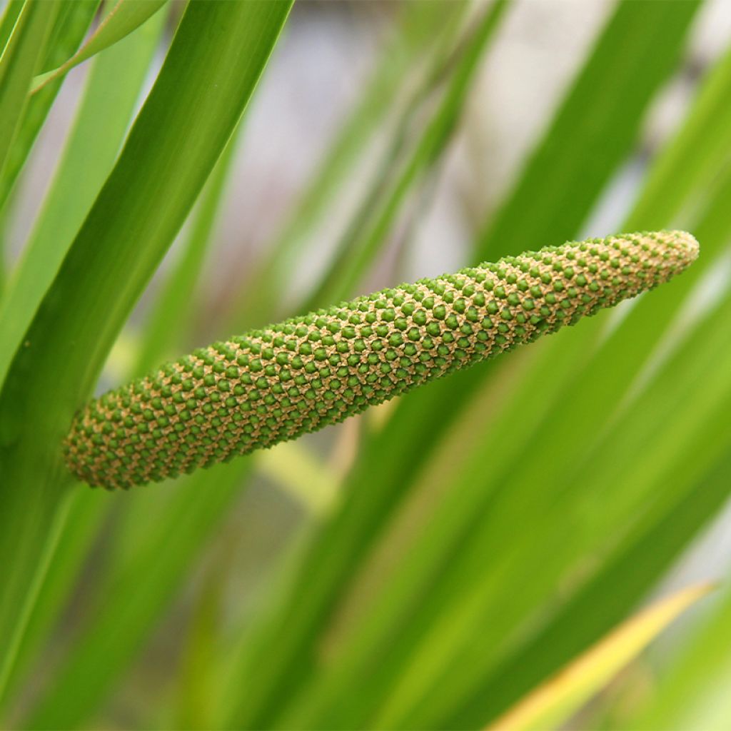 Acorus calamus - Calame, Acore