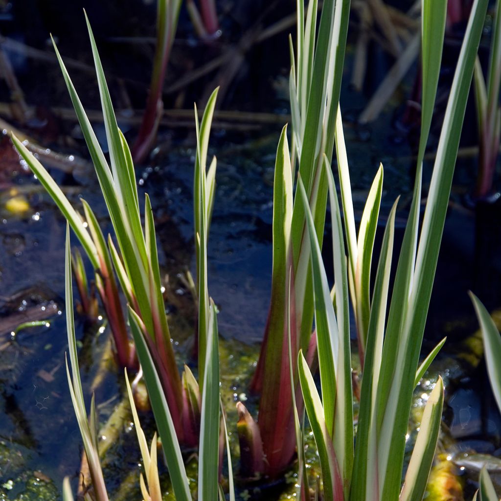 Acorus calamus Variegatus - Calame panaché