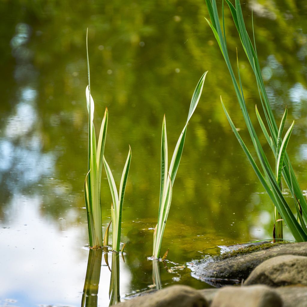 Acorus calamus Variegatus - Kalmus