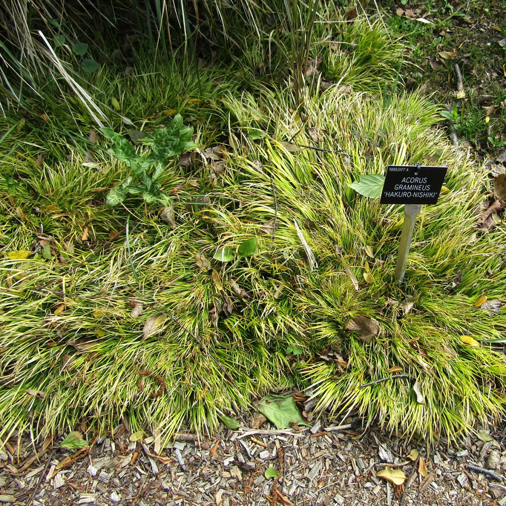 Acorus gramineus Hakuro Nishiki - Jonc japonais doré