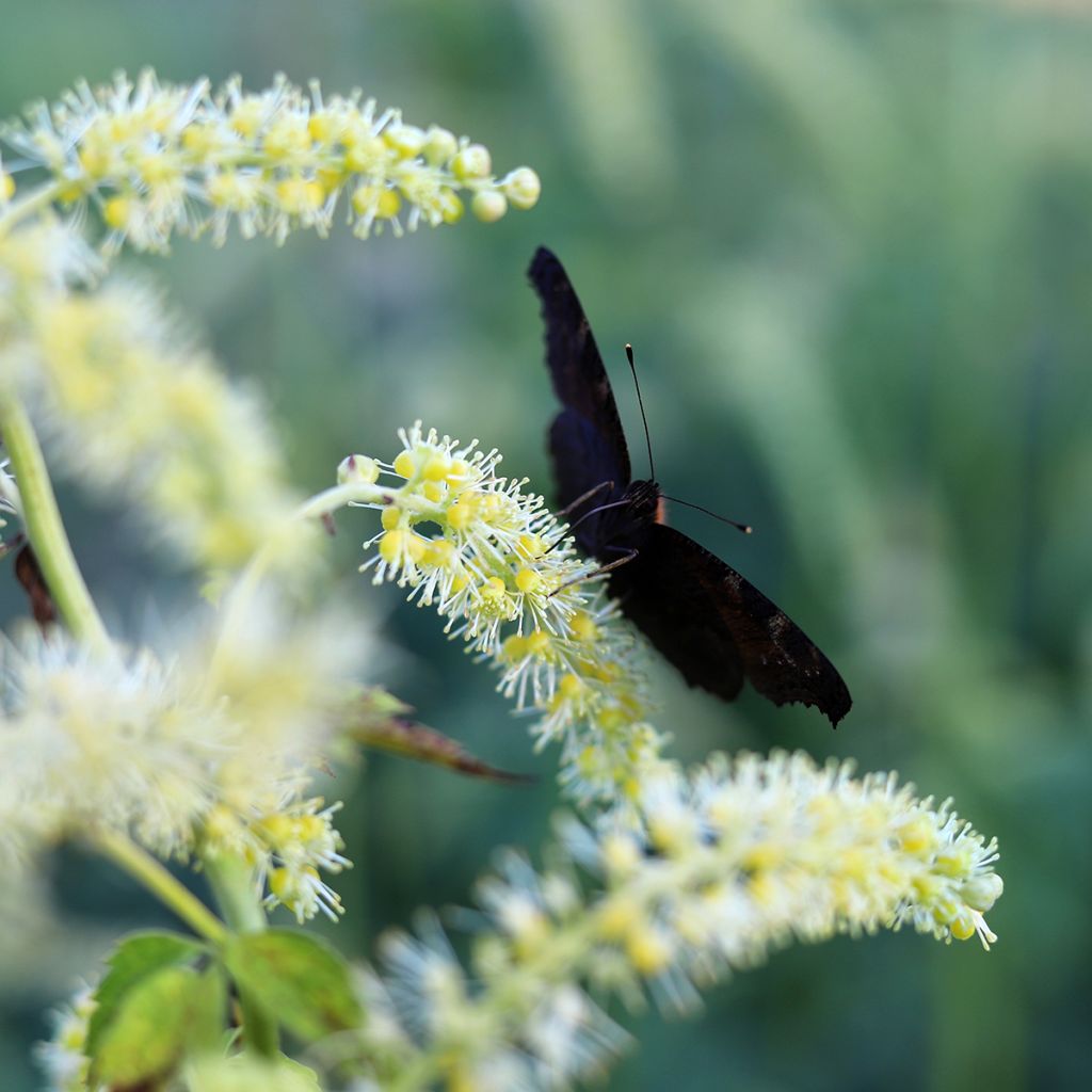 Actaea dahurica - August-Silberkerze