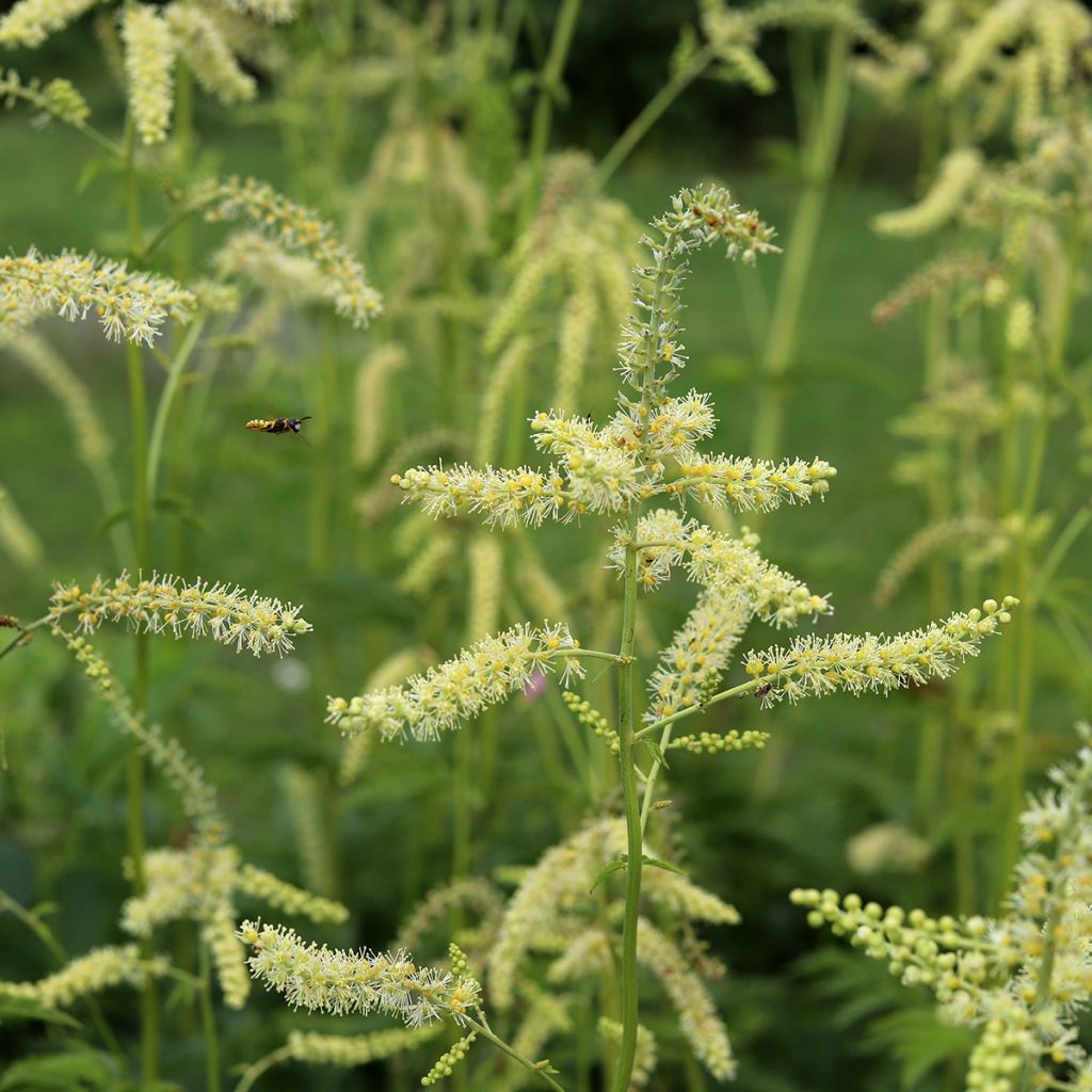 Actaea dahurica - August-Silberkerze