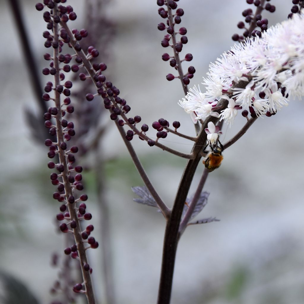 Actaea Queen of Sheba - Silberkerze