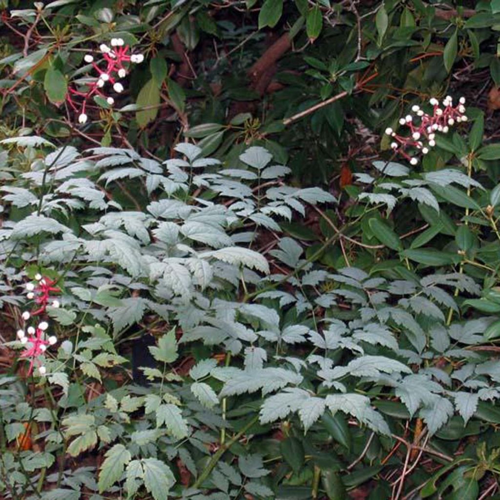 Actaea pachypoda Misty Blue - Weißfruchtiges Christophskraut