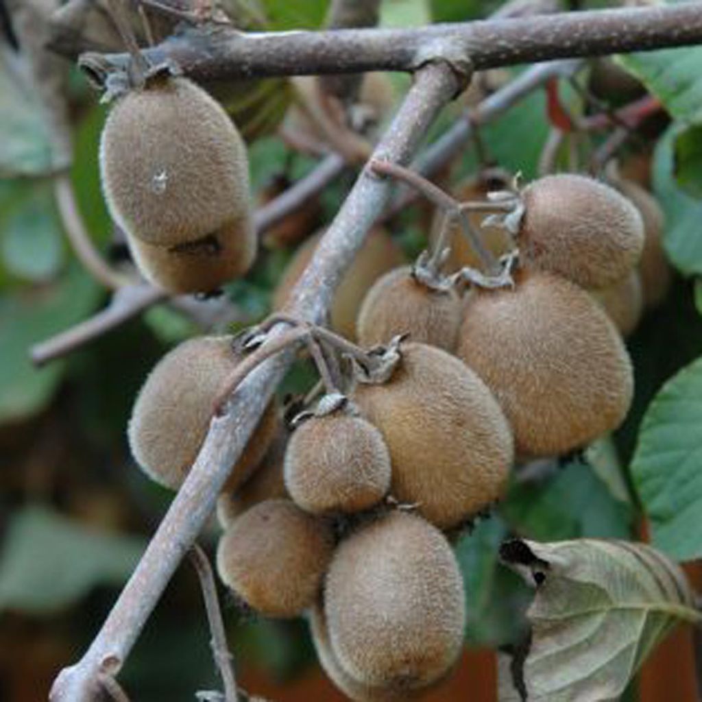 Actinidia chinensis Solissimo - Chinesischer Strahlengriffel