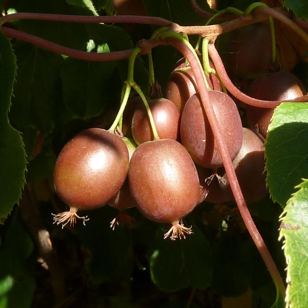 Actinidia arguta var. purpurea (Weiblich) - Zwerg Kiwi