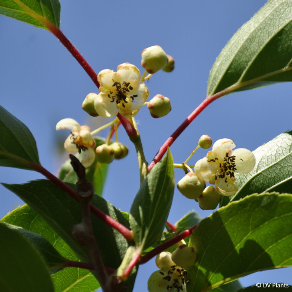 Actinidia arguta Weima - Zwerg Kiwi